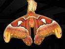 Atlas (Attacus atlas),  imago femelle, photo 1