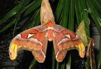 Atlas (Attacus atlas),  imago femelle, photo 2