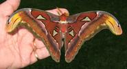 Atlas (Attacus atlas), imago mâle en main.