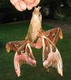 Atlas (Attacus atlas), accouplement.