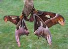 Atlas (Attacus atlas), accouplement, photo 1