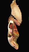 Atlas (Attacus atlas),  &eacute;closion photo 7