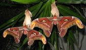 Atlas (Attacus atlas),  duo imagos m&acirc;les