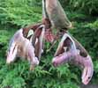 Atlas (Attacus atlas), accouplement, photo2