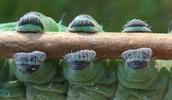 Atlas (Attacus atlas),  chenille stade 5,  pattes ventouses.
