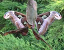 Atlas (Attacus atlas), accouplement, photo 3