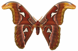 Atlas (Attacus atlas), mâle