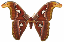 Atlas (Attacus atlas), m&acirc;le
