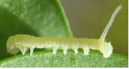 A. atropos: chenille néonate, et non encore pigmentée