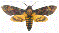 Sphinx tête de mort (Acherontia atropos) specimen de collection