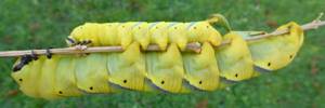 Sphinx t&ecirc;te de mort (Acherontia atropos), chenilles au 4 e et 5e stade.