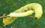 Sphinx t&ecirc;te de mort (Acherontia atropos), chenilles  en d&eacute;but et fin du 5e stade.