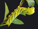 Sphinx t&ecirc;te de mort (Acherontia atropos), chenille &agrave; terme.
