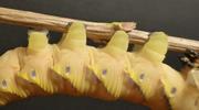 Sphinx tête de mort (Acherontia atropos), fausses pattes de chenille venant de passer au dernier stade.