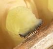 Sphinx tête de mort (Acherontia atropos), chenille, détail des pattes ventouses, photo 4.
