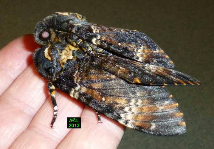 le Sphinx tête de mort (Acherontia atropos), biologie et développement;