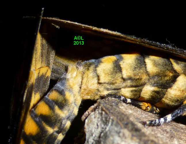 le Sphinx tête de mort (Acherontia atropos), biologie et développement;