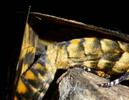 Sphinx tête de mort (Acherontia atropos) , accouplement, détail.
