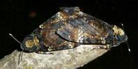 Sphinx t&ecirc;te de mort (Acherontia atropos) , accouplement, photo 3.