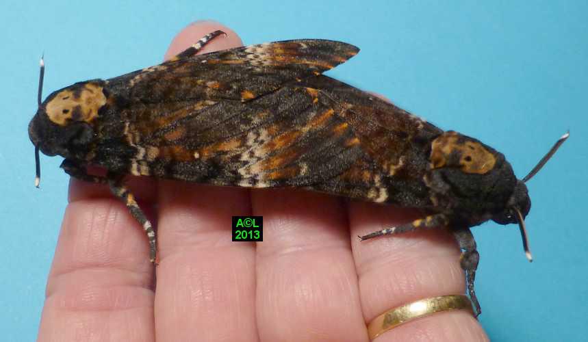 le Sphinx tête de mort (Acherontia atropos), biologie et développement;