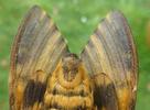 Sphinx tête de mort (Acherontia atropos), face ventrale du mâle
