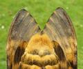 Sphinx tête de mort (Acherontia atropos), face ventrale de la femelle.  