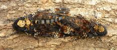 Sphinx tête de mort (Acherontia atropos), autre accouplement, photo 1.