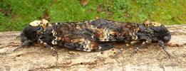 Sphinx t&ecirc;te de mort (Acherontia atropos), autre accouplement, photo 2