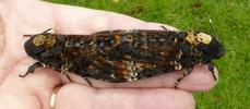 Sphinx t&ecirc;te de mort (Acherontia atropos), autre accouplement, photo 3