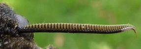Sphinx t&ecirc;te de mort (Acherontia atropos), antenne  m&acirc;le.