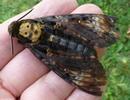 Sphinx tête de mort (acherontia atropos), la femelle aux 351 oeufs.