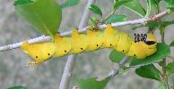 chenille  jaune d'atropos au stade 5 ( clich&eacute; 1)