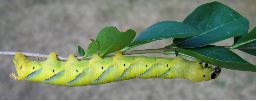chenille  verte d'atropos au stade 5 (clich&eacute; 3)