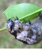 Sphinx tête de mort (Acherontia atropos) , chenille au déjeuner, photo 4