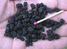 crottes de chenilles d'atropos