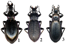 M. aumonti, M. rugosus, et olcesei leur hybride 