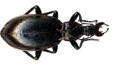 macrothorax aumonti, femelle