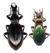 esp&egrave;ces g&eacute;nitrices (M. aumonti, et Ch. auronitens)