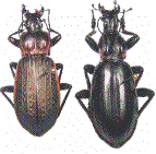 g&eacute;niteurs (Macrothorax morbillosus et aumonti)