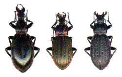 macrothorax (aumonti, morbillosus, rugosus)