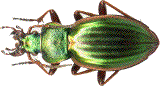 carabus auratus femelle, ard&egrave;che