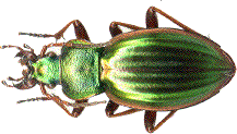 carabus auratus, ardèche