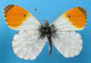 Aurore (Anthocharis cardamines), mâle étalé
