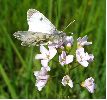 Aurore femelle (Anthocharis cardamines)  photo 1