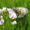 Aurore femelle (Anthocharis cardamines)  photo 2