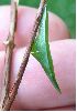 Anthocaris cardamines (Aurore), chrysalide immature (photo 4)