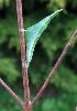 Anthocaris cardamines (Aurore), chrysalide immature (photo 1)