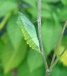 chrysalide de Machaon (Papilio machaon)