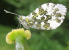 Anthocaris cardamines (Aurore), femelle aureposoir.
