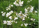 Cardamine des pr&eacute;s (photo 1)